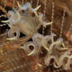 Image for article titled Striking Photographs Of Sea Slugs Expose The Alien World Under the Sea